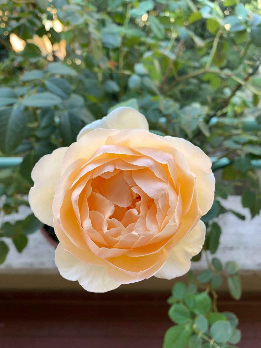 Two pics of the pale yellow rose “Jude the Obscure” on my balcony. Yesterday (left) and today (right). From David Austin Roses.
#davidaustinroses #balconygarden #balconygardening