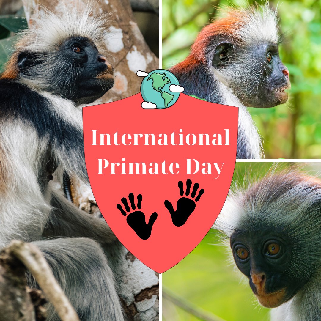 Every day is primate day at #AABA! Happy late #InternationalPrimateDay!