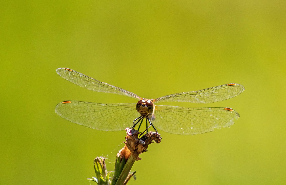 redwhite78's tweet photo. The small helicopter
#Insect #dragonfly #plant #closeup #details #wild #wildlife #outdoor #nature #naturalpark #wings #bokeh https://t.co/uPVUwjKrDp