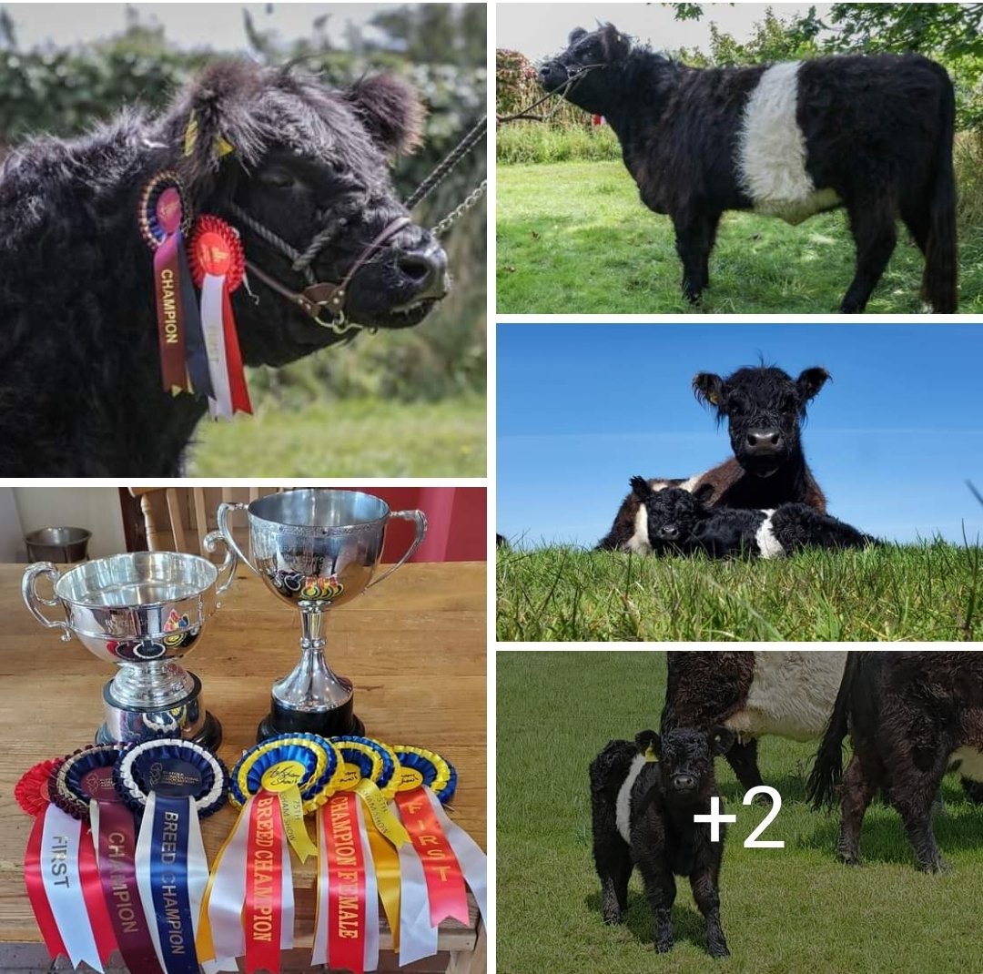 Waveney Velvet😍
#waveney #norfolkbroads #beltedgalloway #beltie #gonative #belties #beltiesarebest