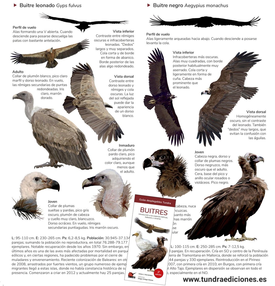 victorjhernandz's tweet photo. Feliz #DíaInternacionalDeLosBuitres
#InternationalVultureAwarenessDay 
Una introducción a la identificación y situación de todas las especies observadas (incluidas rarezas) en la p. Ibérica, Baleares y Canarias en esta guía ilustrada por @guadabailen
https://t.co/plTqgqzXN2 https://t.co/Eb7ZhTiOlz
