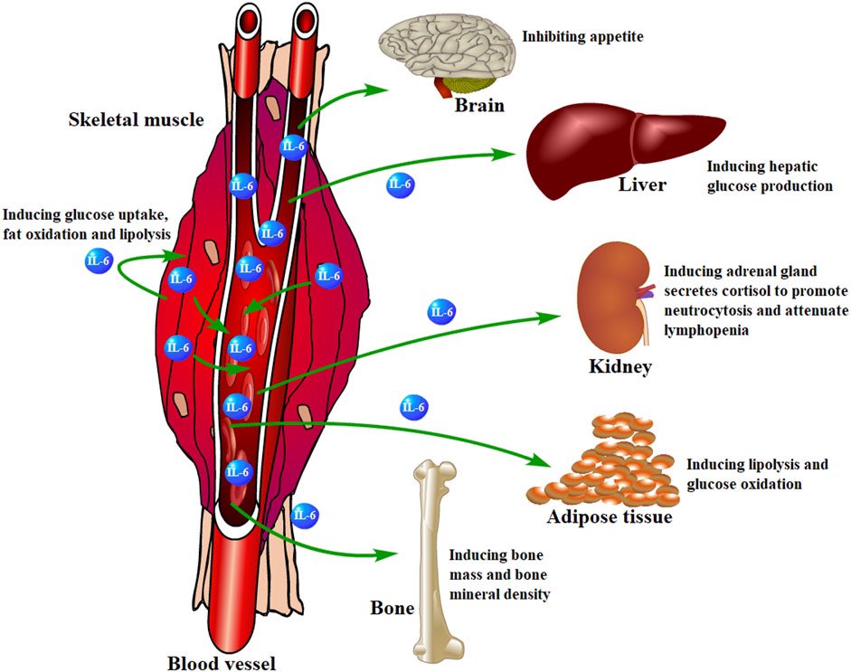 ChristophBurch's tweet photo. Regulatory function of skeletal muscle-derived IL-6:
https://t.co/LUjwqVxSBD https://t.co/PEsJmRxzYc