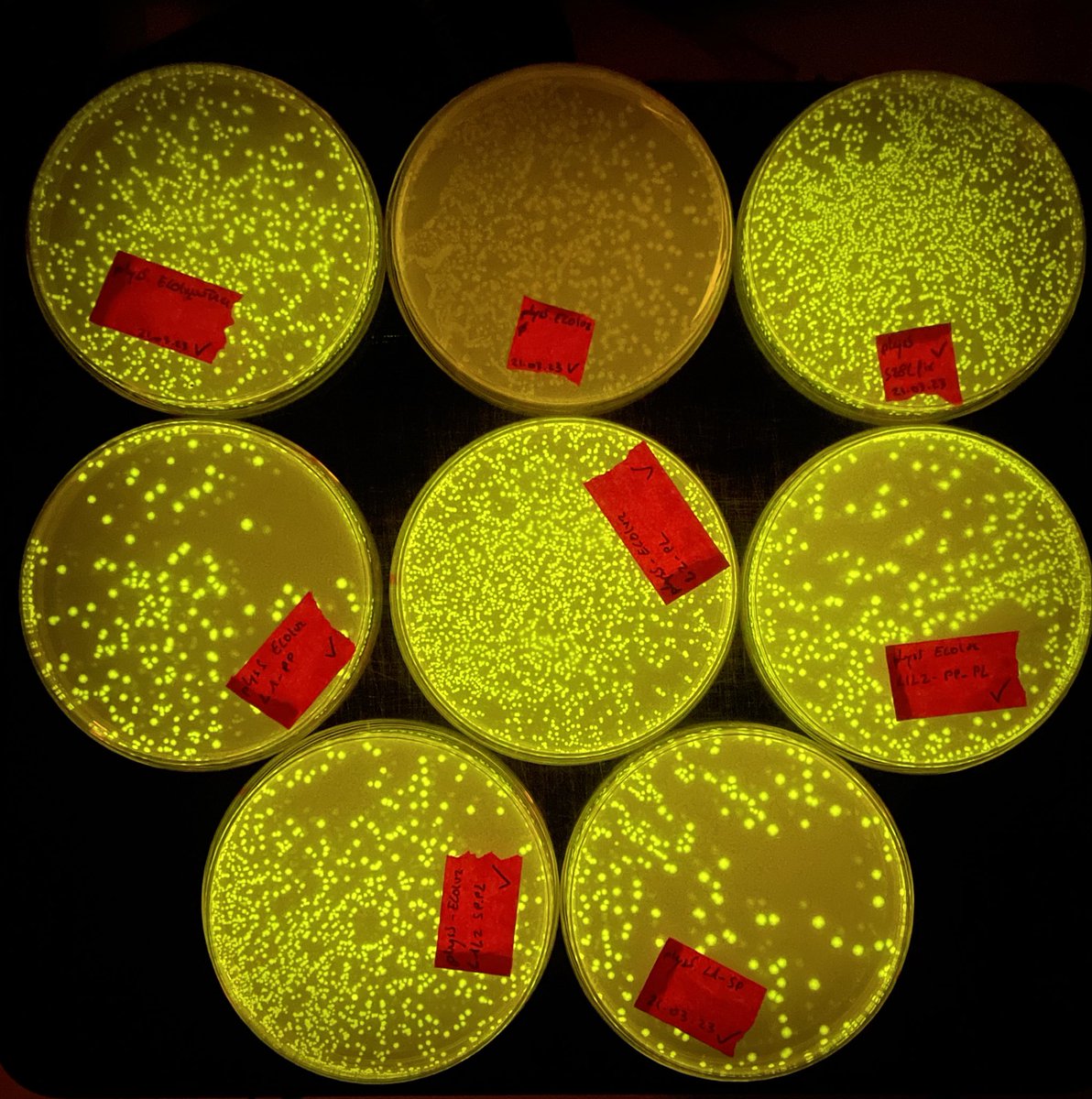 MaxHamonJosse's tweet photo. Job alert: The Jones lab at SLCU has a position opening to work on our plant hormone biosensors engineering platform. We are looking for a dynamic research assistant with strong foundations in molecular biology / cloning techniques.
See details below 👇 
https://t.co/ndh79LDDNB https://t.co/gHOUwf0TUo