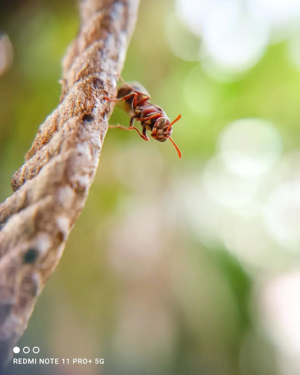 xiaomi_uganda's tweet image. #RedmiNote11proplus5G