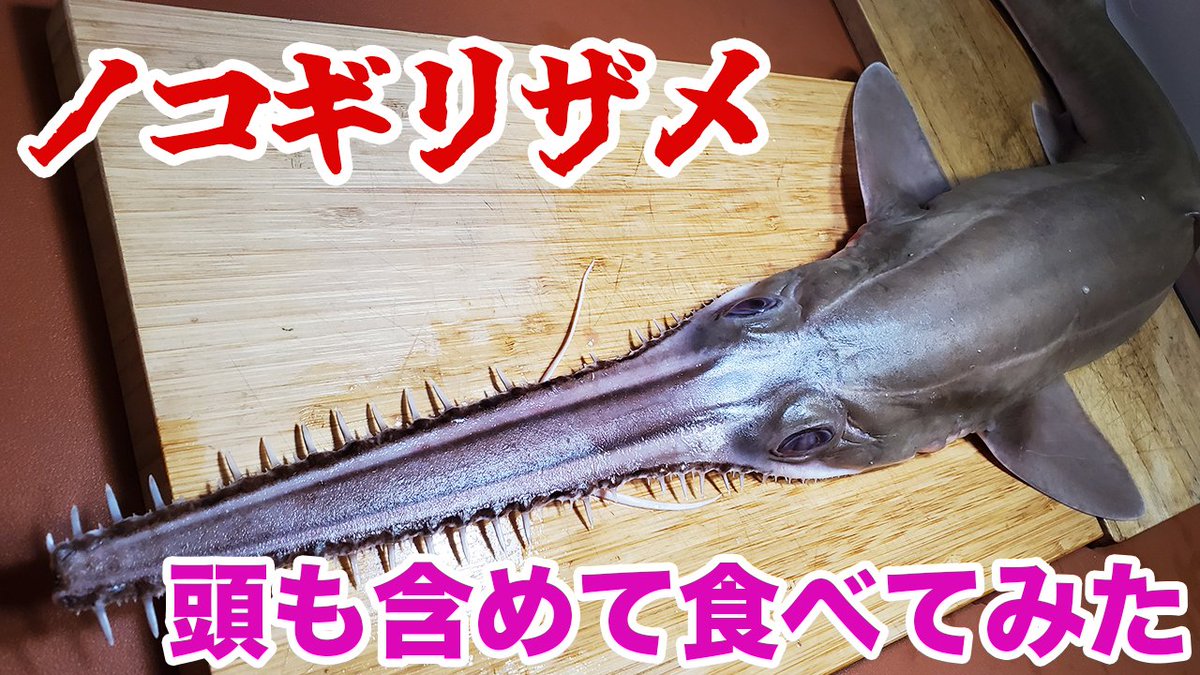 ノコギリザメ標本用 約95cm ノコギリザメ標本用 約95cm ノコギリザメ標本用 約95cm ノコギリザメ