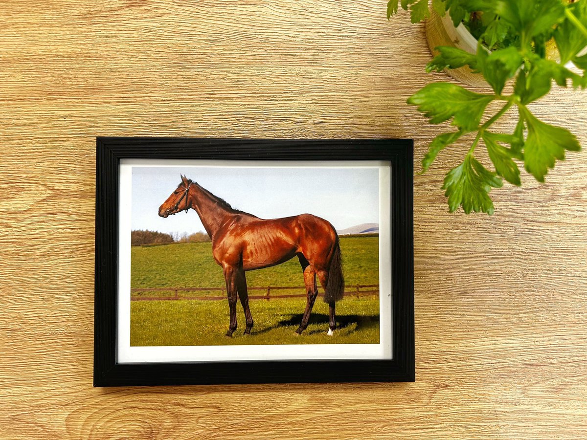 OldGoldRacing's tweet image. You may have noticed already… but we now have framed photos of your horses in our Church of Merch! 

Head over to start building your gallery of horses 👌if you haven’t already!

merch.oldgoldracing.com

#churchofmerch #framedphotos #horsegallery #oldgold #gallery