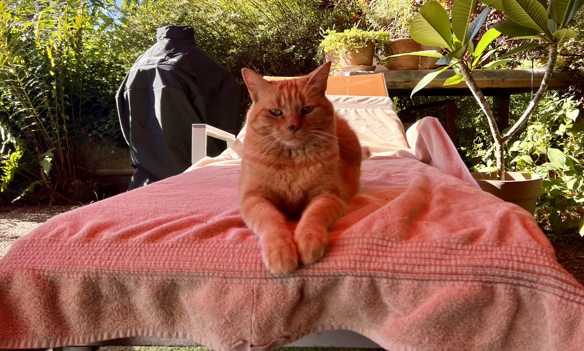 HPW73's tweet photo. @SimonsCat https://t.co/v9KCe3P3q2