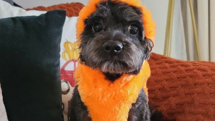 spinninginred's tweet photo. people who dress their dogs in costumes on halloween. fires in fireplaces and maroon/hunter green/mustard yellow color combos and baking your first fall batch of cookies but.. you put too much cinnamon in it BECAUSE YOU'RE TOO EXCITED BECAUSE IT'S FALL https://t.co/F1uSF5xV2M