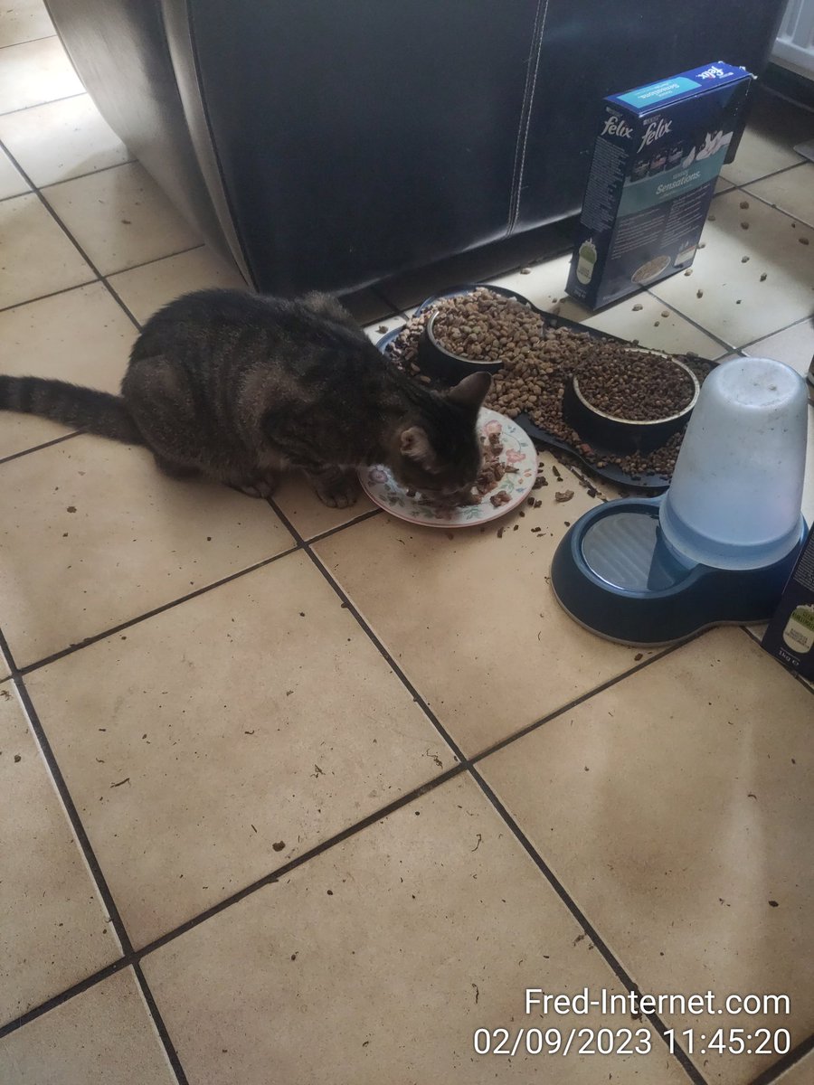 Visite, maatje (buren) van Gizmo 😺