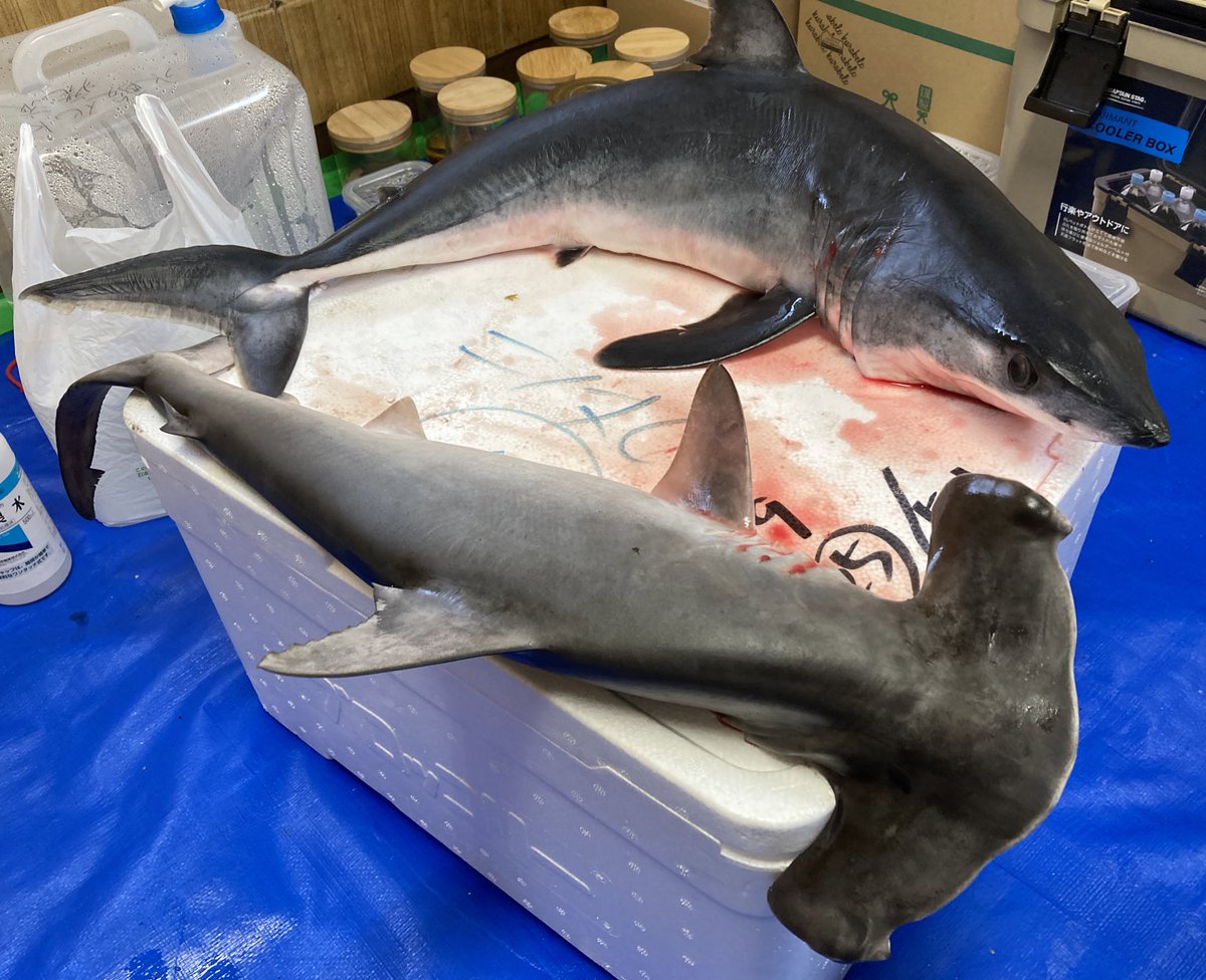 サメ仲間と初剥製作り めっちゃ楽しい #アオザメ #シロシュモクザメ