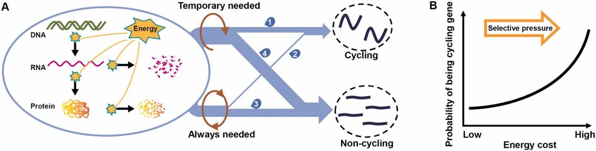 heniek_htw's tweet image. Results suggest that selective pressure from #circadian regulation efficiently removes unnecessary gene products from the transcriptome, thereby significantly impacting its #evolutionary path.