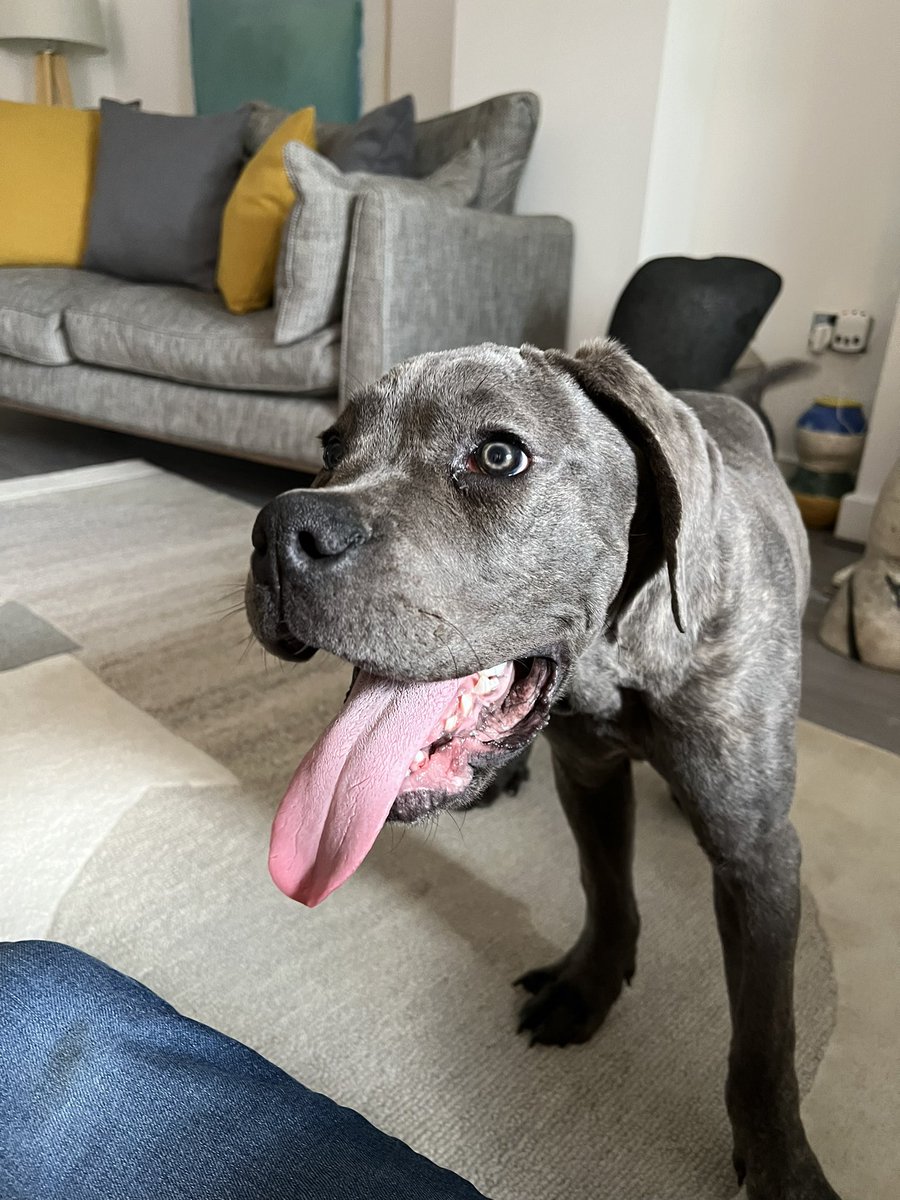 ShamiKalra's tweet photo. Watched the owner of this dog abusing this poor chap yesterday so I intervened. 

He screamed “but it cost me £700…!”

So I gave him the money and now we have a new 4 months old little boy in our house. https://t.co/nnrE3mobtN