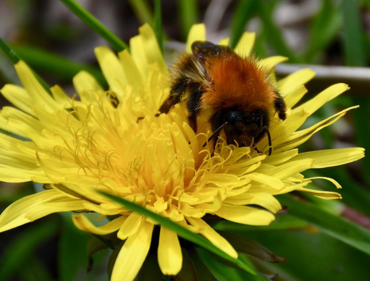 LucyDebnar's tweet photo. Good morning everyone. Happy Saturday! 💛💛💛💛💛💛💛💛💛#nature #NaturePhotography #flowers #bee #polinator #insects #nikonphotography #Nikon @UKNikon https://t.co/ykztsIWSFS