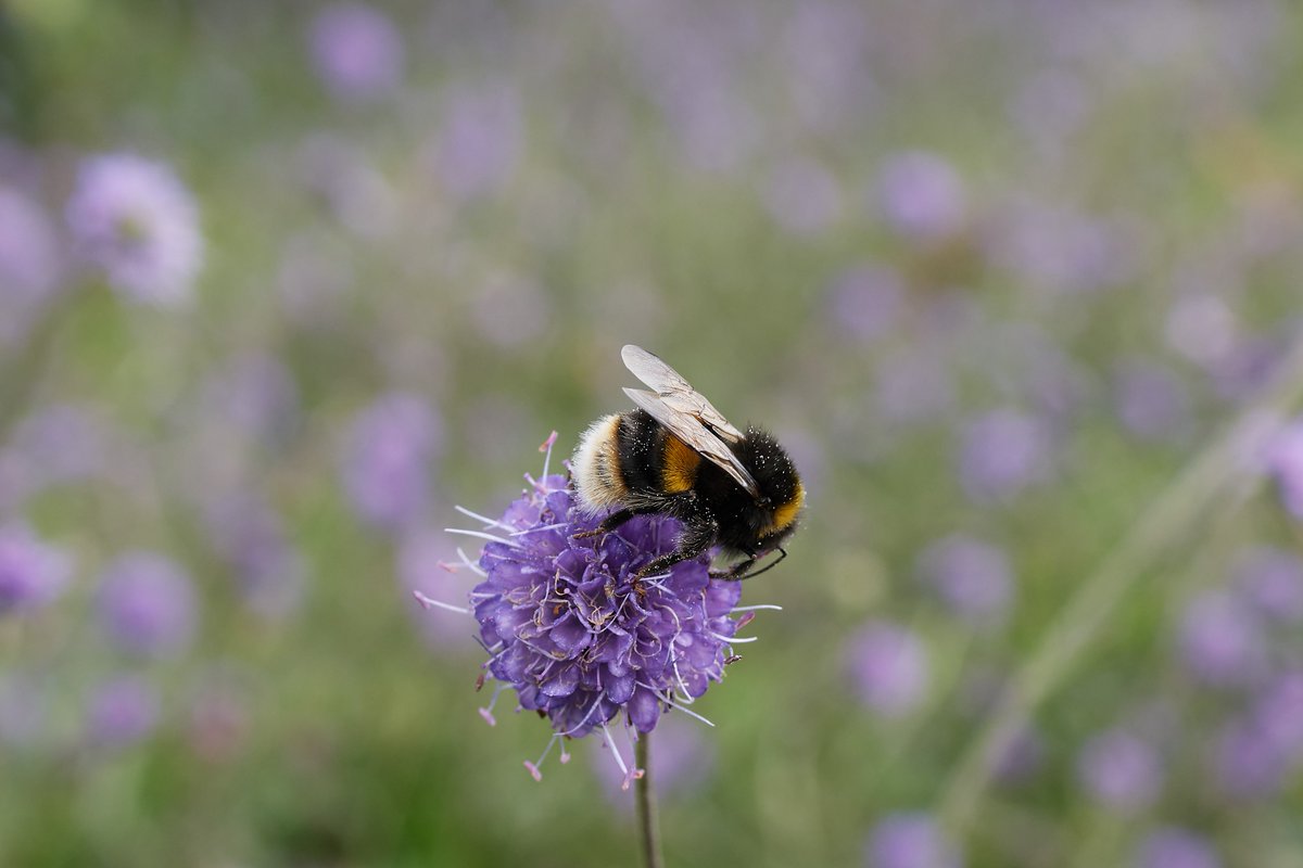 Wonderful sweeps of Devilsbit Scabious at Llynclys Common on Weds (though biggest area mown flat - bracken control?). Nice to see lots of Ferdinandea cuprea hovers. Also Syrphus sp. & Bombus terrestris/lucorum worker in pics.