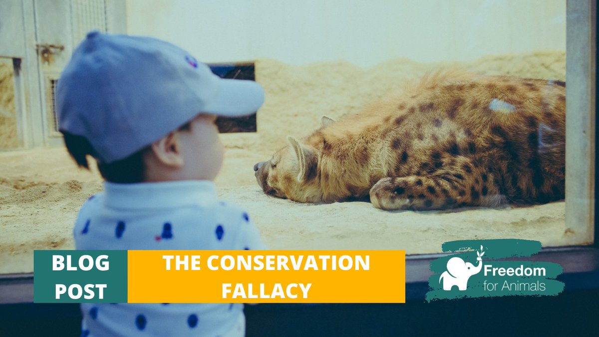 freeanimalsuk's tweet photo. New Blog Post! FFA Volunteer Oliver Robbins debunks the belief that zoos are conservation projects. #ConInConservation #EndCaptivity
https://t.co/fc9YZJdW5A https://t.co/S7VPeLDDbe