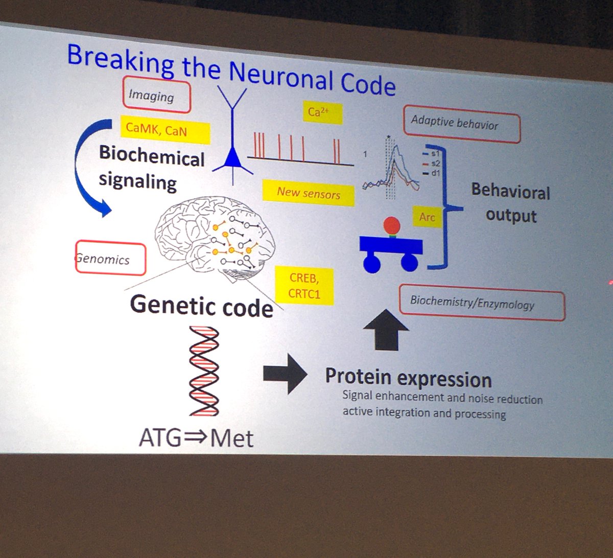 ChoLab_Synapse's tweet photo. Another excellent plenary lecture by Prof. Haruhiko Bito (Tokyo) - Capturing and measuring circuit dynamics in active ensembles during cognition. Stability of circuit activity and new XCaMPs for calcium imaging. https://t.co/pMjpcSnTDT