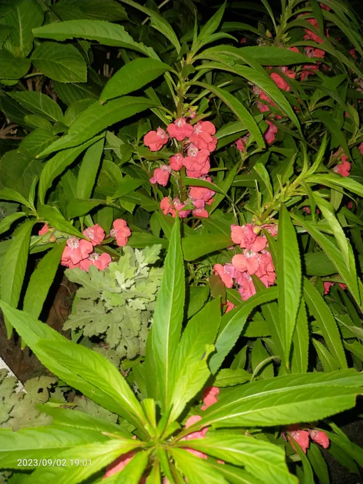 鳳仙花 久しぶりに見たー