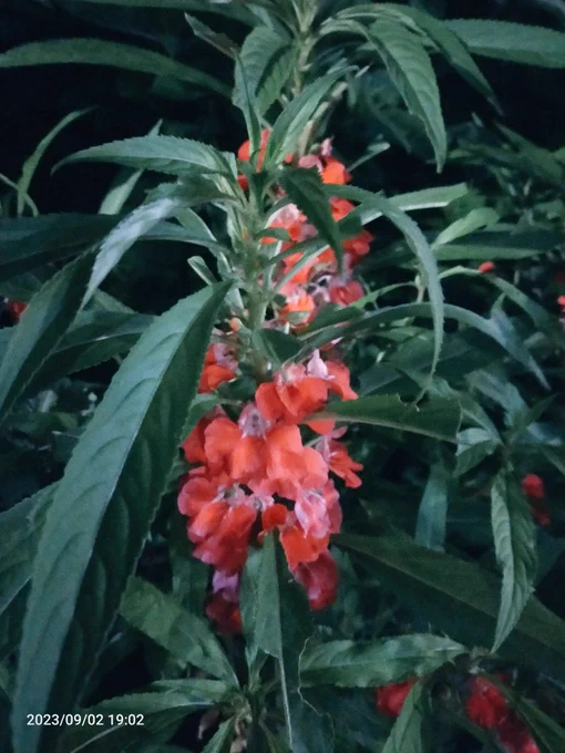 鳳仙花 久しぶりに見たー