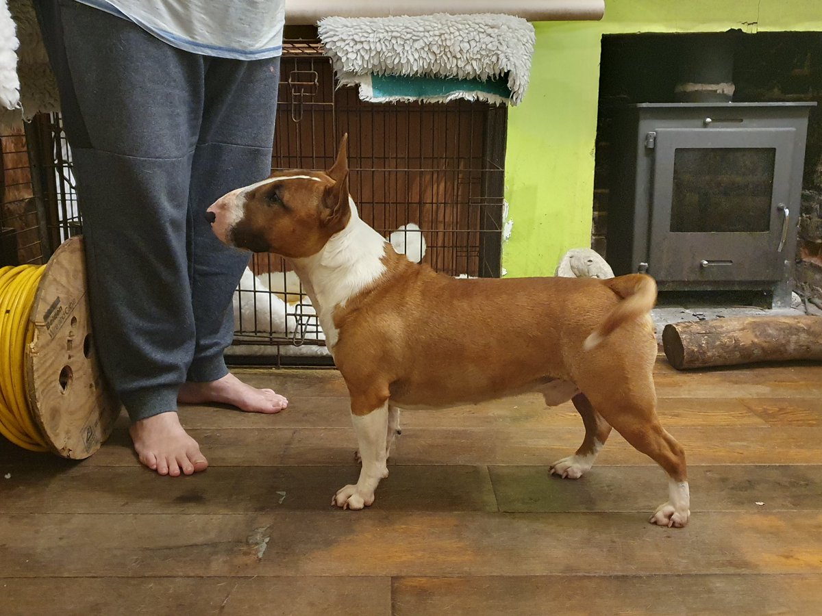 AMiniRumpus's tweet photo. @ShirleyIamMilk Here's a mini. He is 14 inches, you measure at the shoulder. Bullies are gorgeous what ever size they are! https://t.co/AQiWXW1zmy