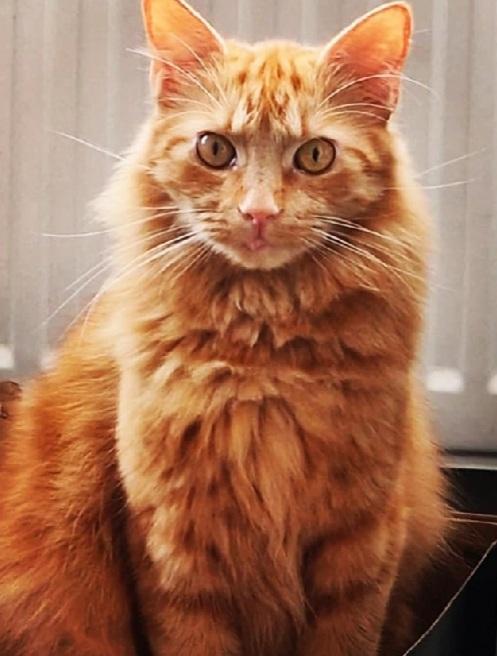 TreasuryMog's tweet photo. These beauties are Big Ginge sent in by @RunningReb13 Tiger sent in by @ToniNicfam Claude sent in by @DrNickDickson and Ari sent in by @KShallaker https://t.co/LDXmpqWGqQ