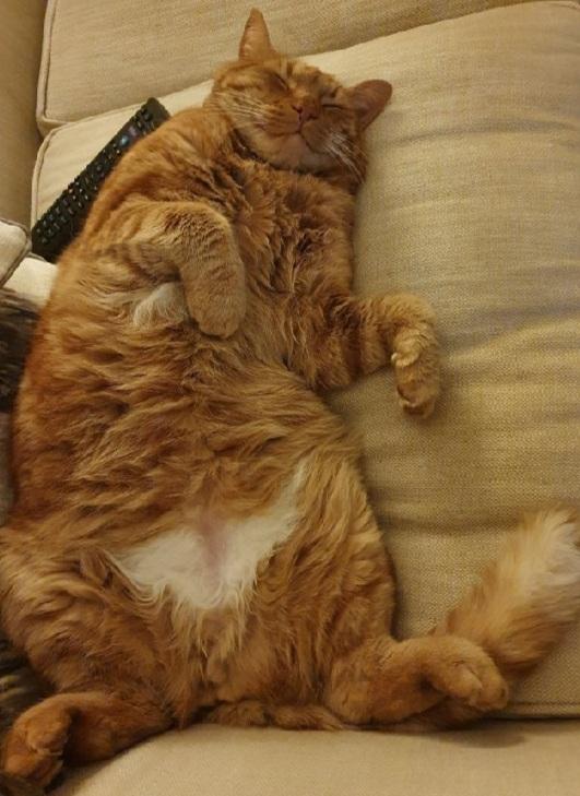 TreasuryMog's tweet photo. These beauties are Big Ginge sent in by @RunningReb13 Tiger sent in by @ToniNicfam Claude sent in by @DrNickDickson and Ari sent in by @KShallaker https://t.co/LDXmpqWGqQ