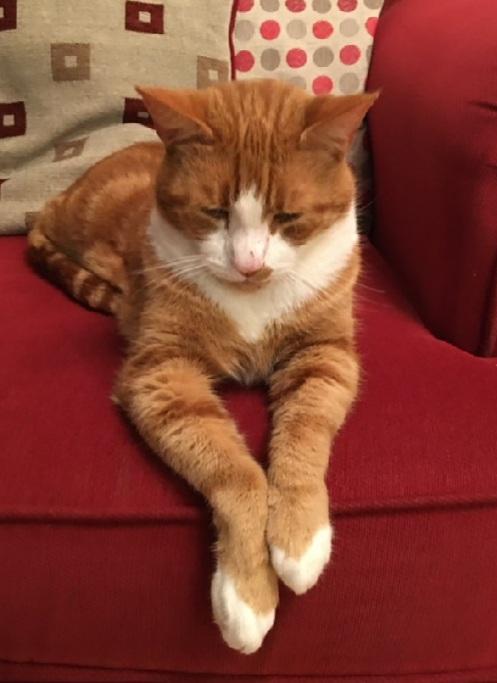 TreasuryMog's tweet photo. These beauties are Big Ginge sent in by @RunningReb13 Tiger sent in by @ToniNicfam Claude sent in by @DrNickDickson and Ari sent in by @KShallaker https://t.co/LDXmpqWGqQ