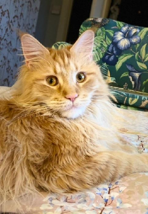 TreasuryMog's tweet photo. These beauties are Big Ginge sent in by @RunningReb13 Tiger sent in by @ToniNicfam Claude sent in by @DrNickDickson and Ari sent in by @KShallaker https://t.co/LDXmpqWGqQ