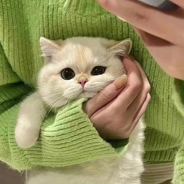 ShouldHaveCat's tweet photo. https://t.co/aBuvuHbQ5b