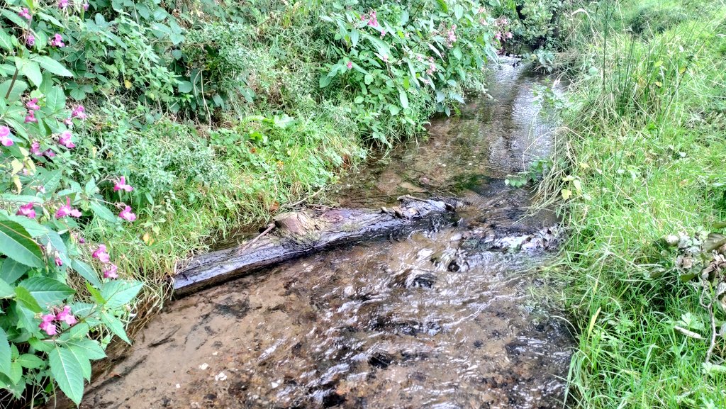 ProfJGrey's tweet image. 2/n Early success boosting #trout fry prompted funding bids @YorkshireWater, @EnvAgencyYNE &amp;amp; @SandTCUKYorks to improve Rash Dike, removing culvert blockage to #fishpassage + adding large woody material to make the gravel sparkle wildtrout.org/wttblog/catch-…
@YorkDalesRT @NidderdaleAC