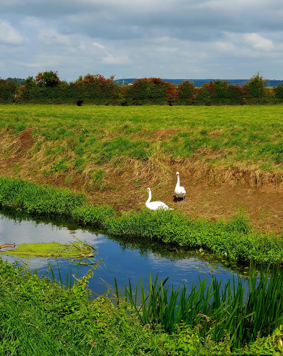 hjgough's tweet photo. Very similar to Lansou using the River Parret trail that I did in the winter and it was COLD. This time I walked with butterflies, dragonflies, swallows and the sun on my back. Lovely! #Langport #Somerset #TheLevels #DogsUsingSlowWays https://t.co/TSj6kkZOON