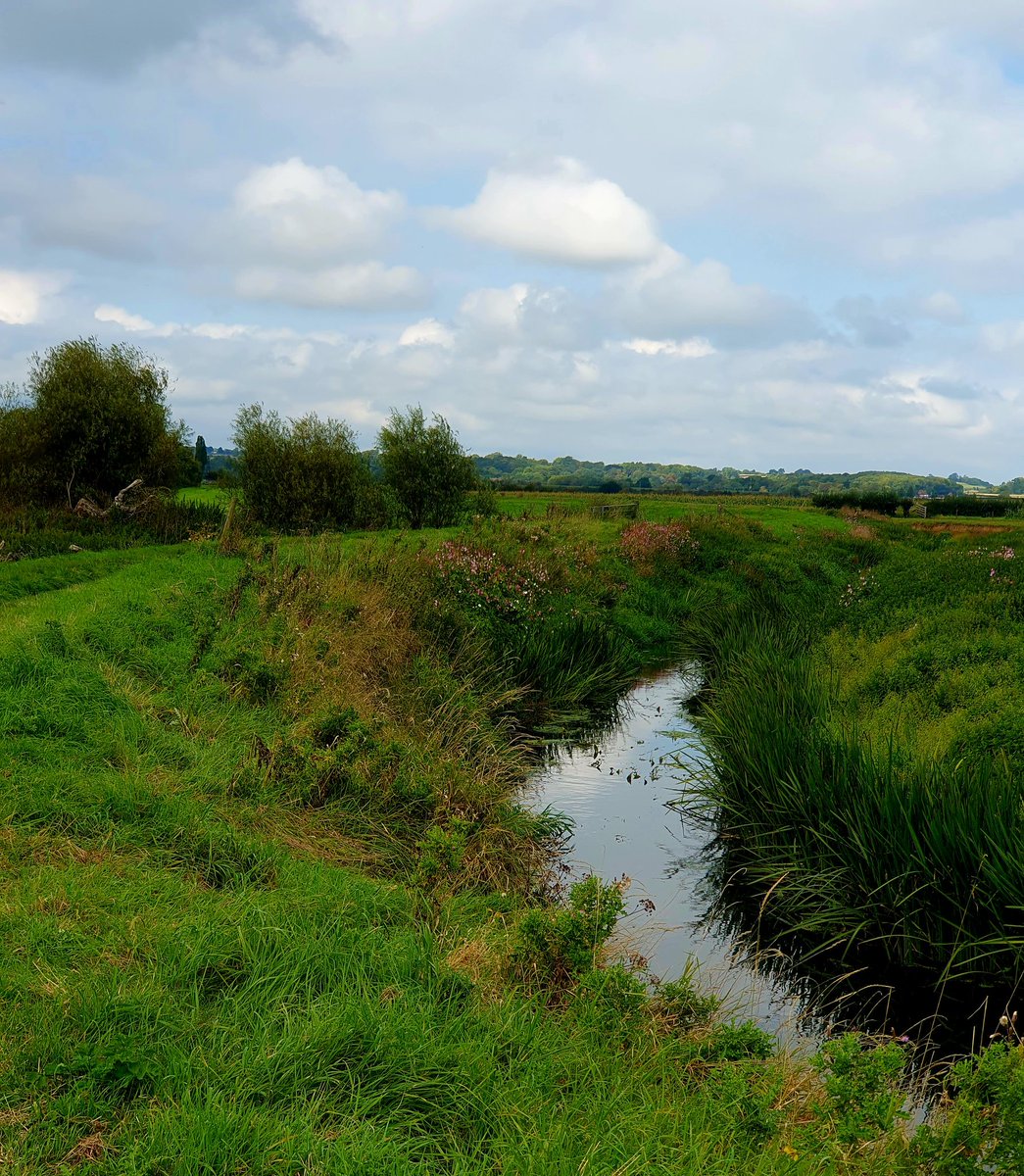 hjgough's tweet photo. Very similar to Lansou using the River Parret trail that I did in the winter and it was COLD. This time I walked with butterflies, dragonflies, swallows and the sun on my back. Lovely! #Langport #Somerset #TheLevels #DogsUsingSlowWays https://t.co/TSj6kkZOON
