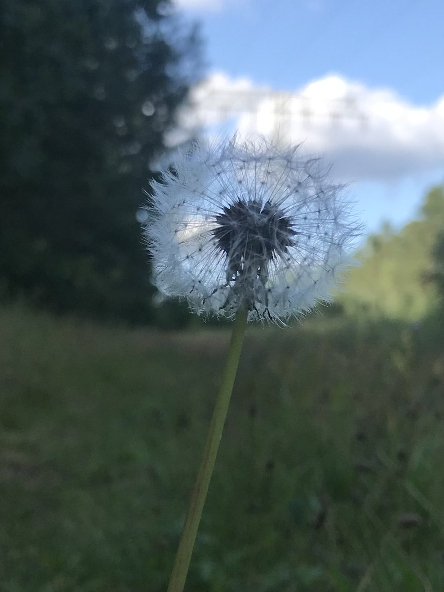 Rieke60364046's tweet photo. …make a wish * https://t.co/eUkcTTBvIi