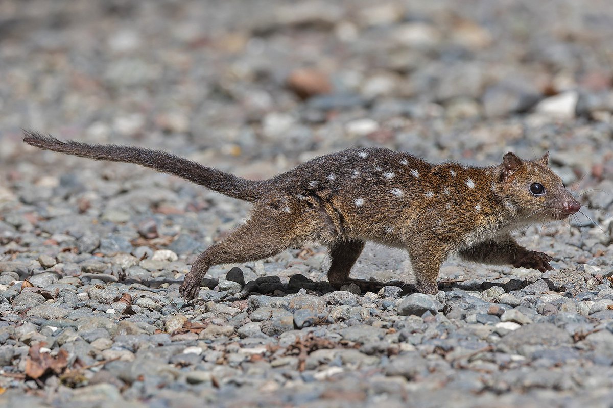One of our luckiest and most unusual sightings in Papua New Guinea this year was of this Papuan Quoll at Kumul Lodge. This rare predatory marsupial is seldom seen, yet this inquisitive individual repeatedly approached us to within a few metres! Unreal!! #wildlifephotography