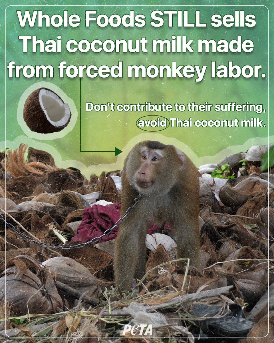 🥥🐒 @WholeFoods? More like Cruel Foods 🐒🥥
 
The grocery giant is still selling coconut milk from Thailand, where chained monkeys are struck, dangled by their necks, whipped, & forced to pick coconuts.
 
Avoid Thai coconut milk this #WorldCoconutDay and every day!