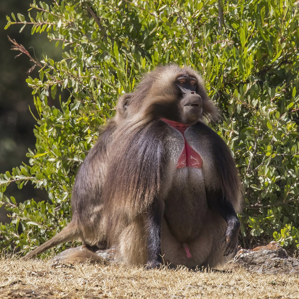 wirthstef's tweet photo. The #gelada #Theropithecus #gelada (#Cercopithecidae, #Simiiformes) is a lesser-known #primate #species #endemic to the #Ethiopian Highlands, from which at least two subspecies can be distinguished. Geladas are related to #baboons, but from which they differ biologically and morphologically.
A special character (apomorphy) of the geladas is a red spot on the chest of both sexes. The hairless area turns bright red in males during the mating season. In females, red warts are then formed in the appropriate place. Unlike baboons, the #nostrils are not directed downwards, but appear to lie slightly to the side. Another very striking character of the Geladas concerns their #food preferences, because they feed mainly on #grasses, which they can grasp well with the help of well developed fine motoric skills of their hands. This food preference is unique within primates. The #socialstructure, however, is similar to that of some other Cercopithecidae. One male groups are the unit, i.e. groups with one male and several females with their offspring.
In addition, however, there is another group form, which consists only of young males. A peculiarity is that it is the #females who choose their males and lead the groups. For example, if a male from a unisex group wants to join a mixed group and expel the alpha male there, it is ultimately not the outcome of the competition that is decisive, but the preferences of the females. However, I have not yet found any references to the literature on how the latter can reach a unanimous decision.
As already mentioned, Geladas are endemic to the highlands of Ethiopia. There, the animals that only live on the ground are well adapted to life on the edge of steep slopes. Their climbing skills in this terrain are only surpassed by the walia ibex #Capra #walie (#Caprinae, Bovidae) occurring in the same habitat.
Many aspects of the gelada biology remain largely unexplored. D. Abate and Z. Girma (2022) studied the #activitypatterns of meta gelada populations outside of protected areas, since there was hardly any data on this available. In particular, groups in the Kotu forest and associated grasslands in northern Ethiopia were studied more closely, namely in wet and dry seasons.
According to this, geladas spent 61.65% of the scanned time #eating and 18.49% #moving activities. For this purpose, behaviors were recorded at 15-minute intervals between sunrise and sunset using the instantaneous scan sampling method. Food and moving activities were more frequent in the dry season than in the wet season. Most feeding activities took place in the early morning and late afternoon. The unmistakable morphological similarities with baboons of the genus Papio can, for example, based on a #phylogenetic work by D. Zinner et al. (2009) traced back to a last common ancestor (by using nuclear DNA sequences). Geladas appear in the phylogenetic tree of this publication as a sister group to a clade consisting of #Rungwecebus and Papio.
© #StefanFWirth Berlin 2023
sources:
D. Abate and Z. Girma (2022):
https://t.co/x06Z2ikSIV
D. Zinner et al. (2009):
https://t.co/ePjBjZKIl6
Photo: Gelada (Theropithecus gelada gelada) male, near Debre Libanos, Ethiopia, author Charles J. Sharp, 26 December 2017, 13:56:01, licensed under the Creative Commons Attribution-Share Alike 4.0 International license.