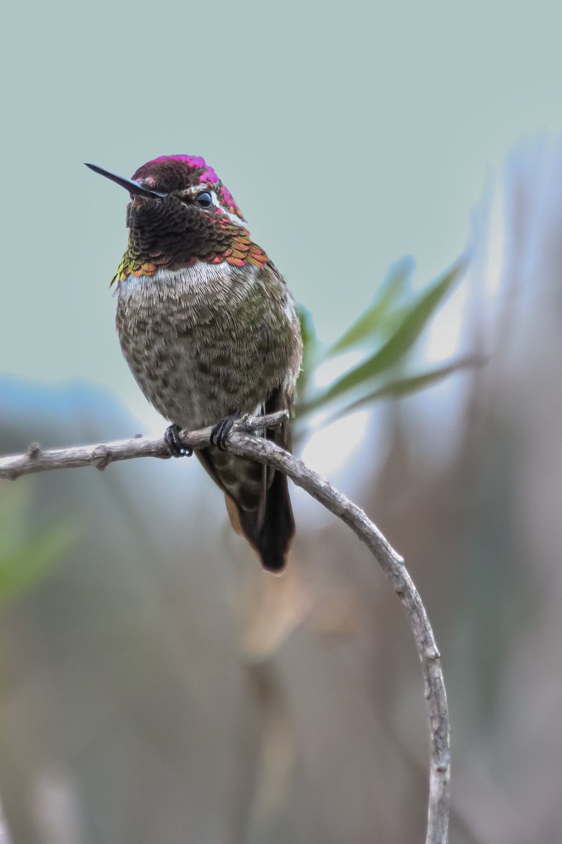 📸 GM, it’s National Hummingbird Day today, do you have a picture of a bird for this Weekend Challenge.

If so share with us. I’ll repost/retweet all.

I’ll start.

Let's spread the beauty of our feathered friends &amp; bring smiles to people's faces with our bird photos 🙏