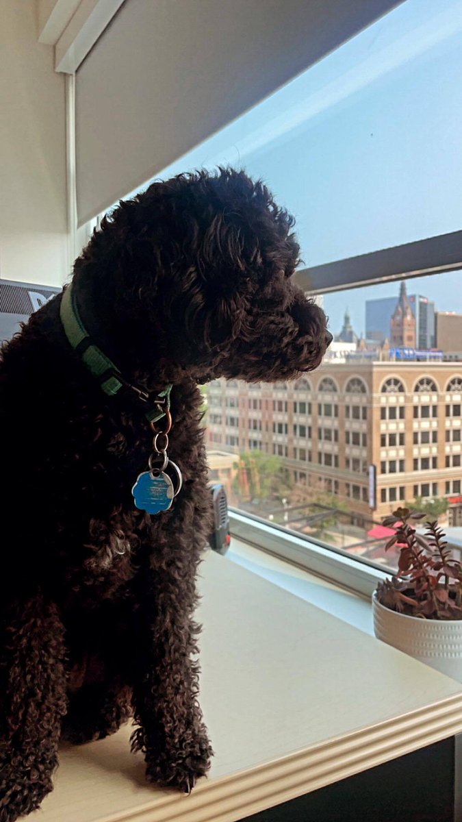 You know who else loves the views? Your pet! We are a pet friendly community! Learn more about our pet policy and other luxury amenities in our bio! #LPC