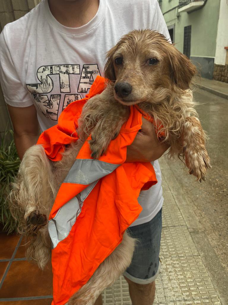pilarblesa's tweet photo. Perrita encontrada , carretera Castellón (Zaragoza)altura Repsol con el Euro https://t.co/IV5aACGQTS