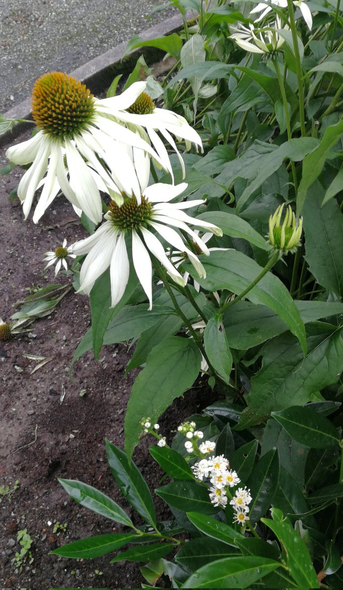 kerstin_petter's tweet photo. Till slut behöver ni lite #blomtwitter 😁🍃😉från promenaden idag 🚶♀️
#höstpåminplanet https://t.co/GP9bwzf4Gq