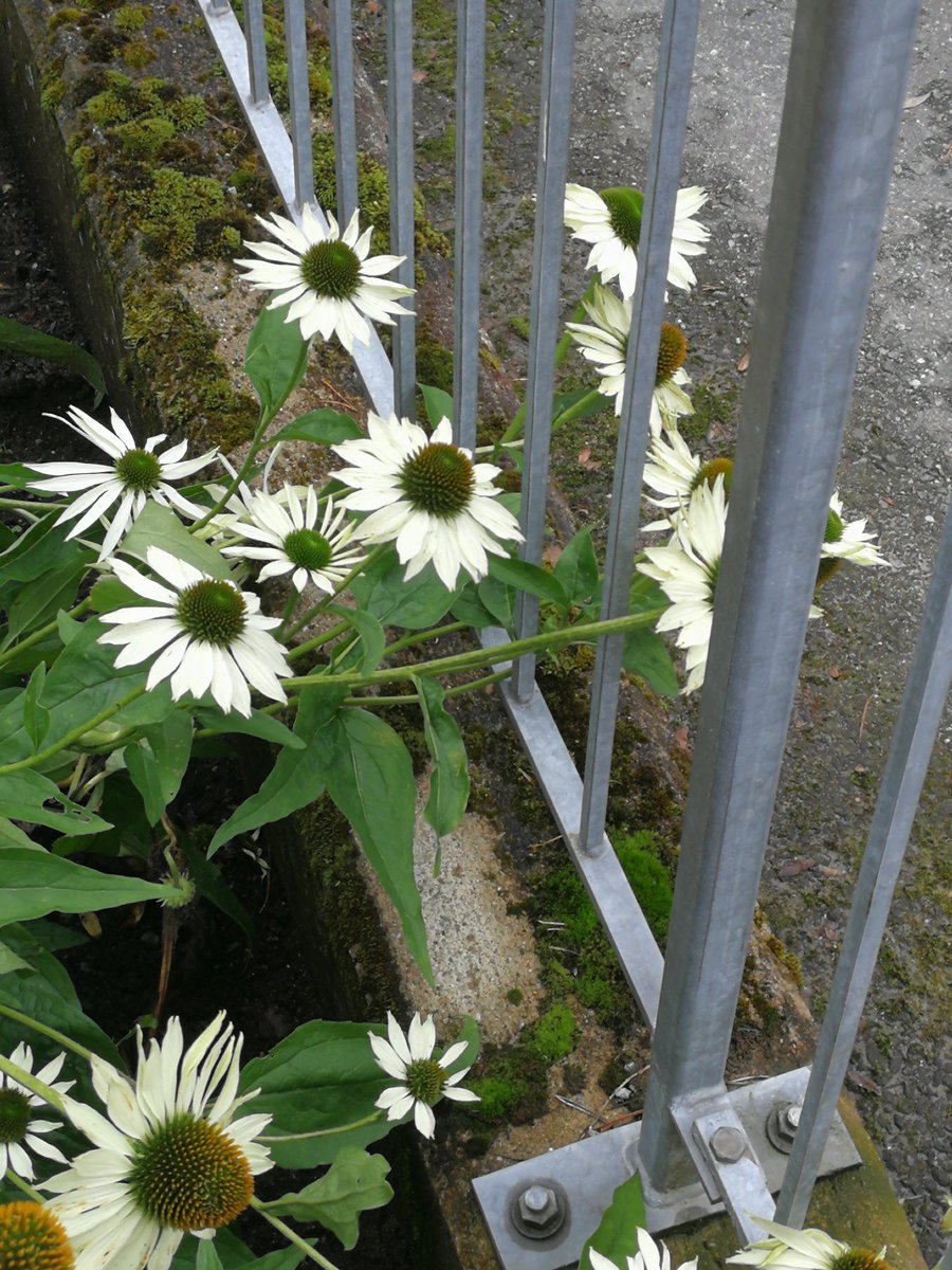 kerstin_petter's tweet photo. Till slut behöver ni lite #blomtwitter 😁🍃😉från promenaden idag 🚶♀️
#höstpåminplanet https://t.co/GP9bwzf4Gq