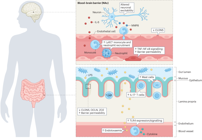 Immune_News's tweet photo. Stress-linked psychiatric disorders are associated with #SystemicInflammation.
🥼 @kenwardchan, @SwirskiLab, @WolframPoller & @ScottRussoPhD illustrate the potential mechanisms that convey stress signals from the CNS to immune cells in this context.
📎 https://t.co/a2hG5wP63Z https://t.co/cnGYt96nZx