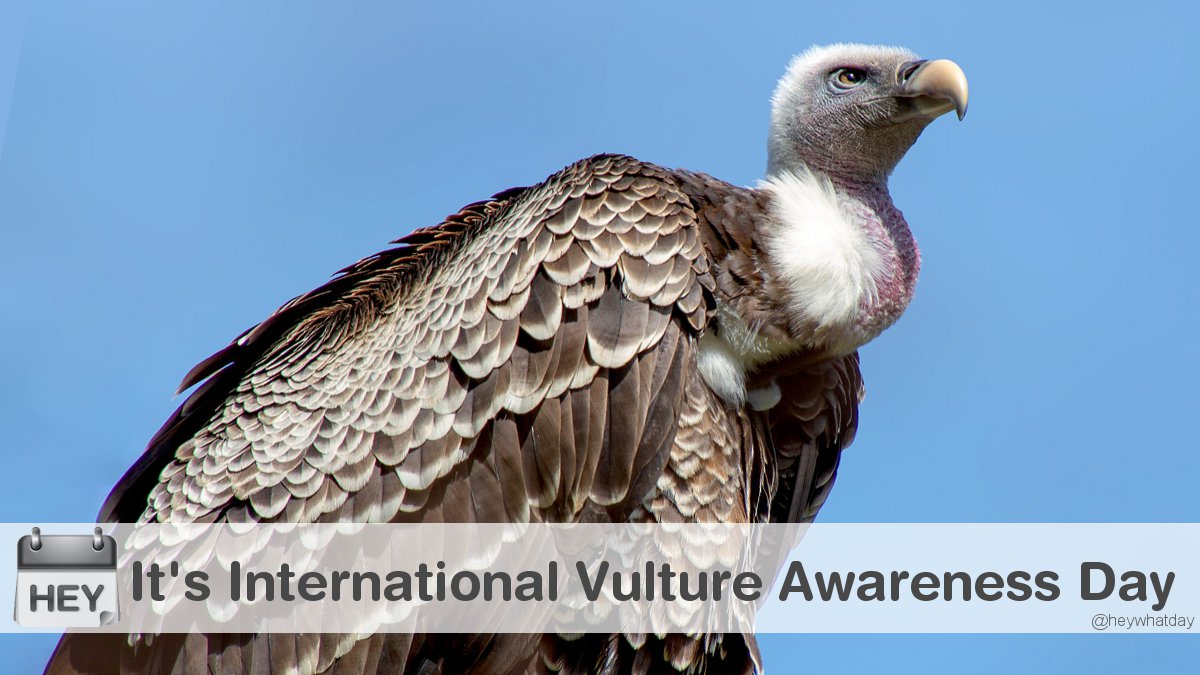 It's International Vulture Awareness Day! 
#Ugly #VultureDay #VultureAwarenessDay