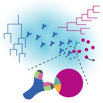 PRX_Life's tweet photo. In PRX Life’s debut Perspective, Thierry Mora and Aleksandra Walczak from @LP_ENS_ argue that recent data, controlled experiments, and theory are converging to change our understanding of antibody-viral coevolution. 

Check it out: https://t.co/fx5Hoh9TwH

#WeekendReads https://t.co/fMqqs8ncf3