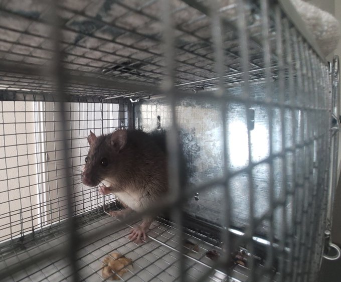 Got her! 🐀  I'm pretty sure it was female but I didn't see nursing teets, so hopefully no babies. We<a href="/tag/beryl"class="tags"><span>#beryl</span></a>