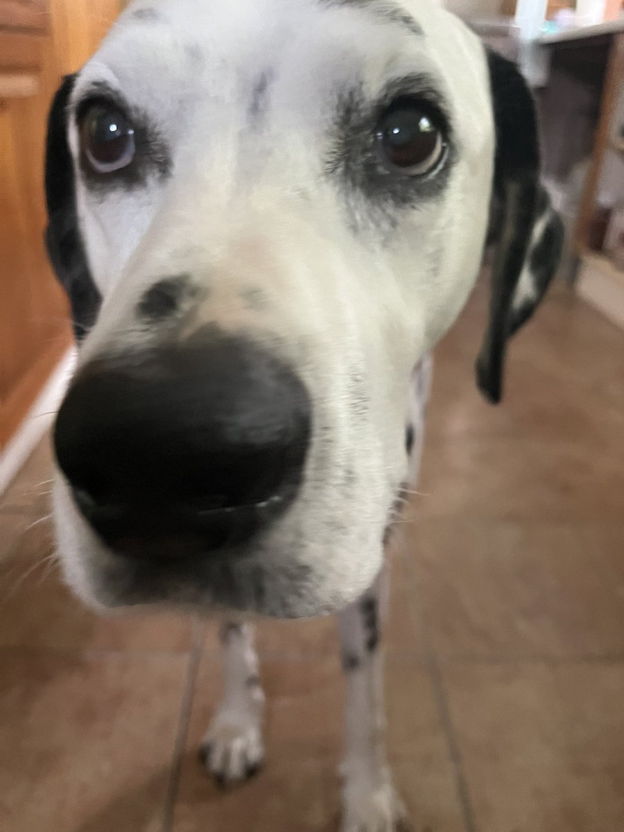 BioLouLou's tweet photo. @jumpjim Storm is another #pilotsdogs whose life depends on sausages @Barefootbobby https://t.co/NRuBExC8Bf