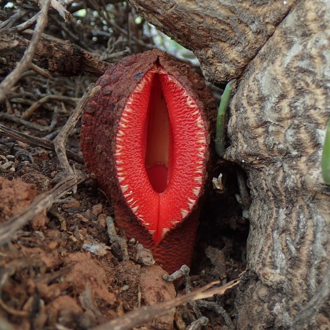 InformaCosmos's tweet photo. Esta fotografía nos muestra una Hydnora africana, planta sin clorofila originaria del sur de África.

Esta planta inusual es parasitaria y crece en las raíces de algunas plantas hospedadoras para obtener nutrientes.

Creciendo principalmente bajo tierra, tiene una flor carnosa que emerge sobre el suelo y es visible externamente.

La flor emite un olor desagradable que atrae a sus polinizadores naturales: los escarabajos peloteros y los escarabajos carroñeros.

Foto: Arditolastico
✍️: Comunidad Biológica