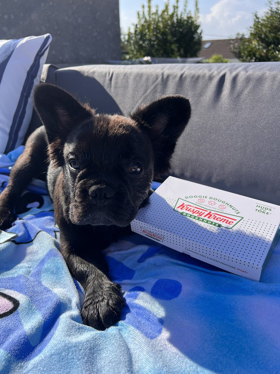 Ems_Tiernan's tweet photo. Thank you @krispykremeUK for the doggy doughnuts … going down a treat with #bruce_thefluffy 🍩🐾 https://t.co/jDKCxwj7T7