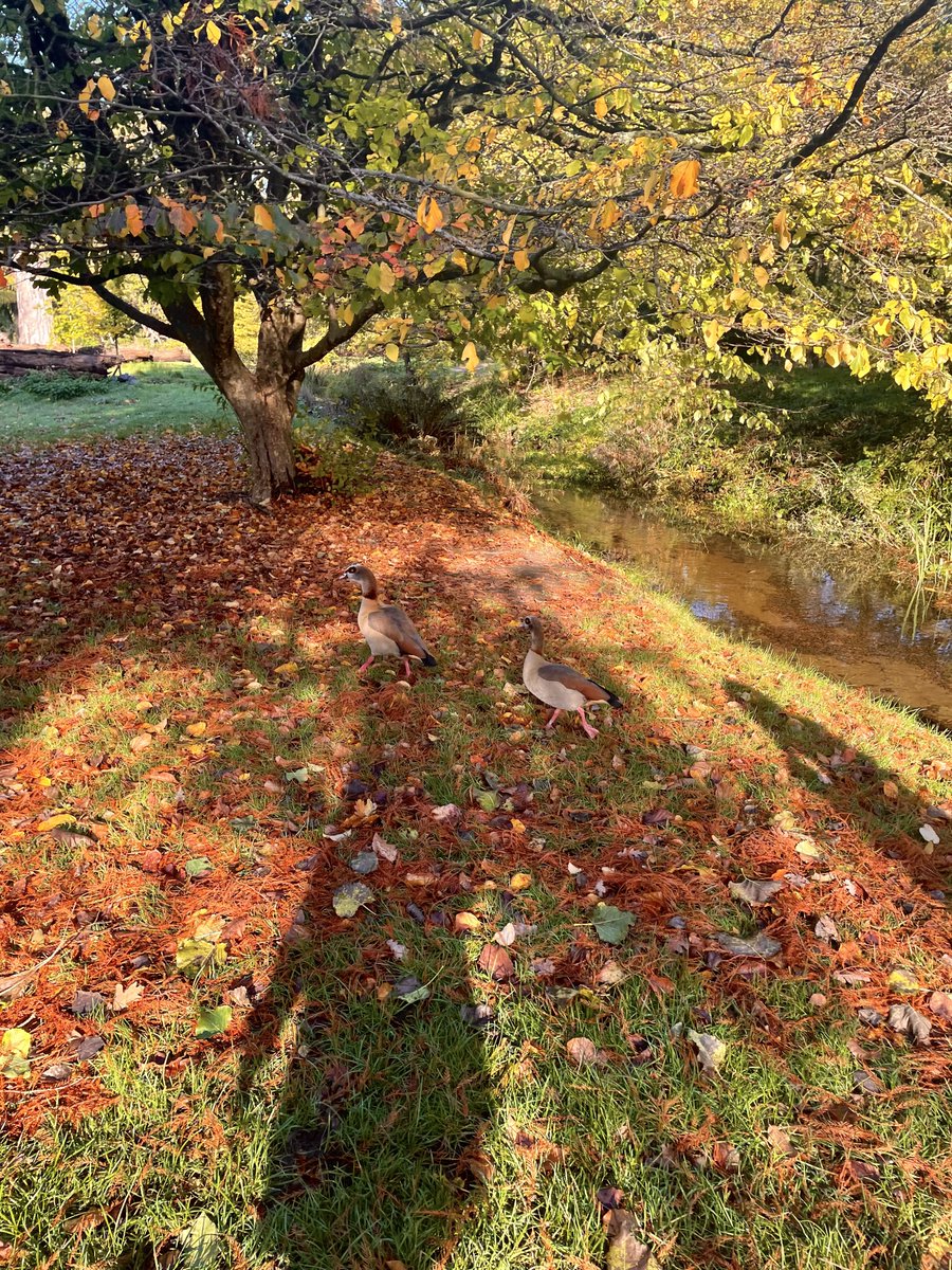 cheeze__toast's tweet image. ITS AUTISM SOON