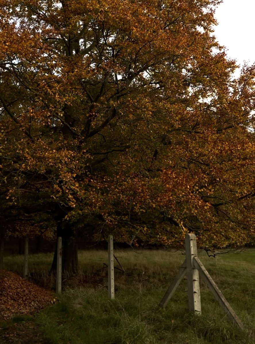 cheeze__toast's tweet image. ITS AUTISM SOON