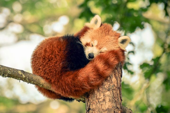 RedPandaEveryHr's tweet photo. https://t.co/pSnWH39k3J